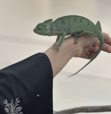 Exhibition of animals thrills college campus